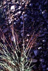 Image of Digitaria cognata