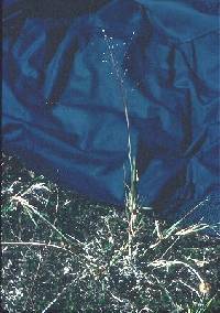 Digitaria cognata image
