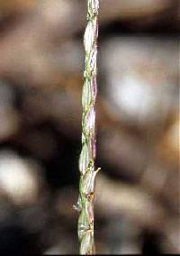 Digitaria sanguinalis image