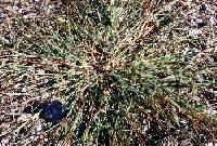 Image of Digitaria sanguinalis