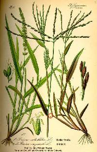 Digitaria sanguinalis image