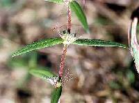 Diodia teres image