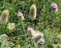 Dipsacus fullonum image