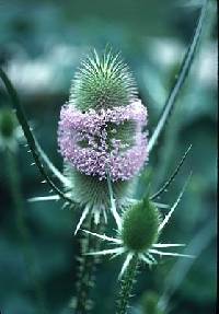 Image of Dipsacus fullonum subsp. sylvestris