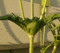 Dipsacus laciniatus image