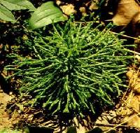 Image of Diphasiastrum x habereri