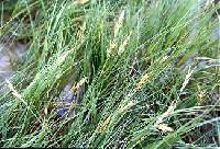 Distichlis spicata image