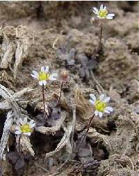 Image of Draba verna
