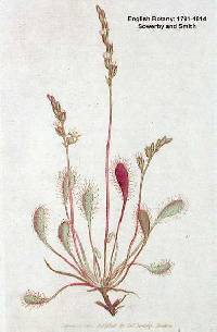Image of Drosera linearis