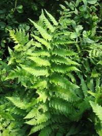 Image of Dryopteris cristata
