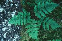 Image of Dryopteris expansa