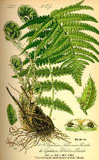 Dryopteris filix-mas image
