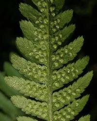 Dryopteris filix-mas image
