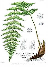 Dryopteris x boottii image