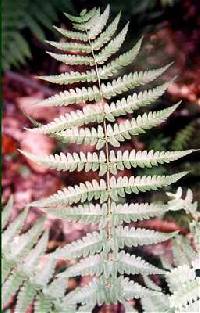 Image of Dryopteris x slossonae