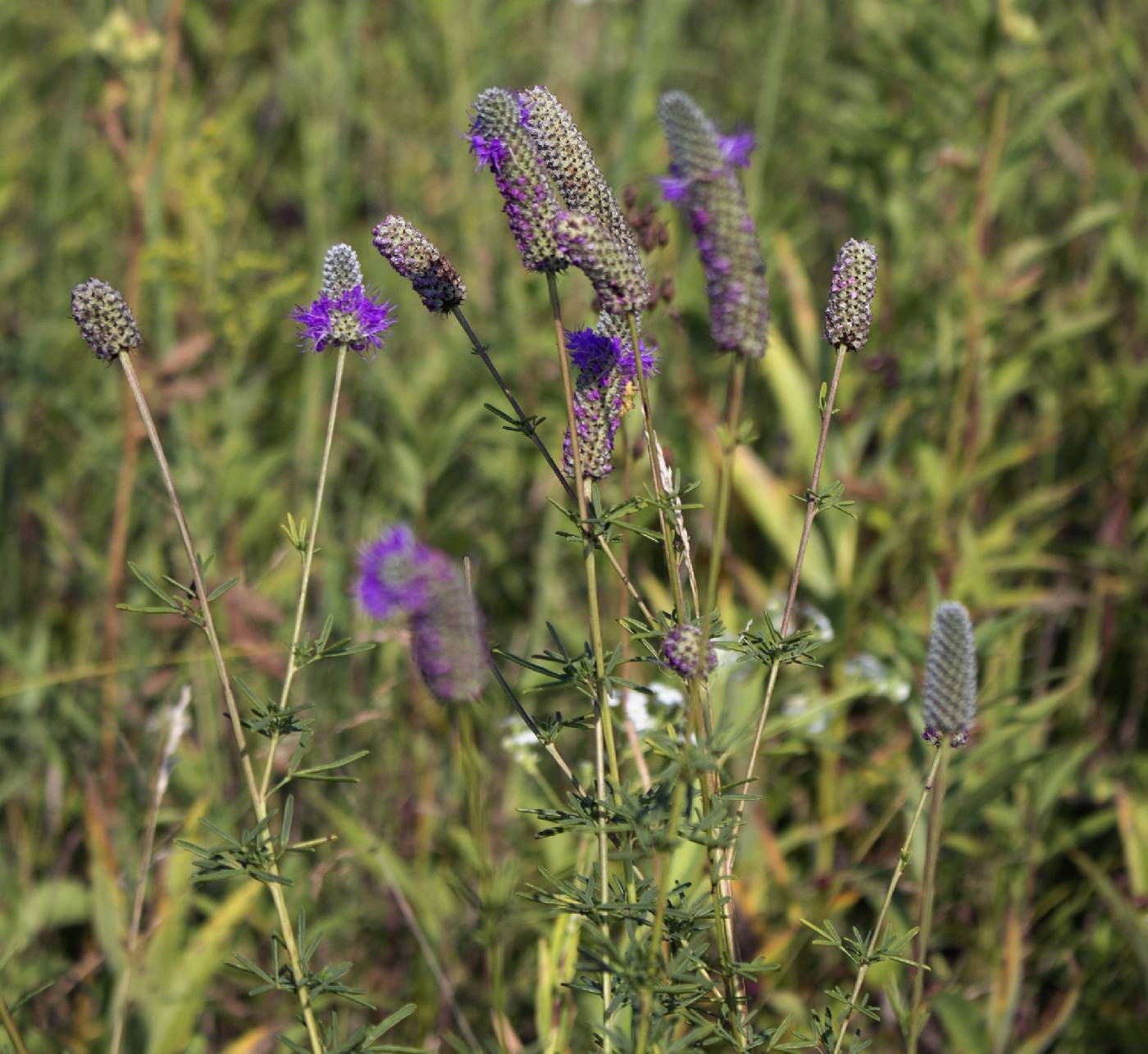 Dalea purpurea image