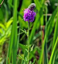 Image of Dalea purpurea