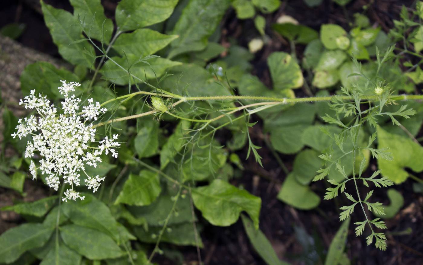 Daucus carota image