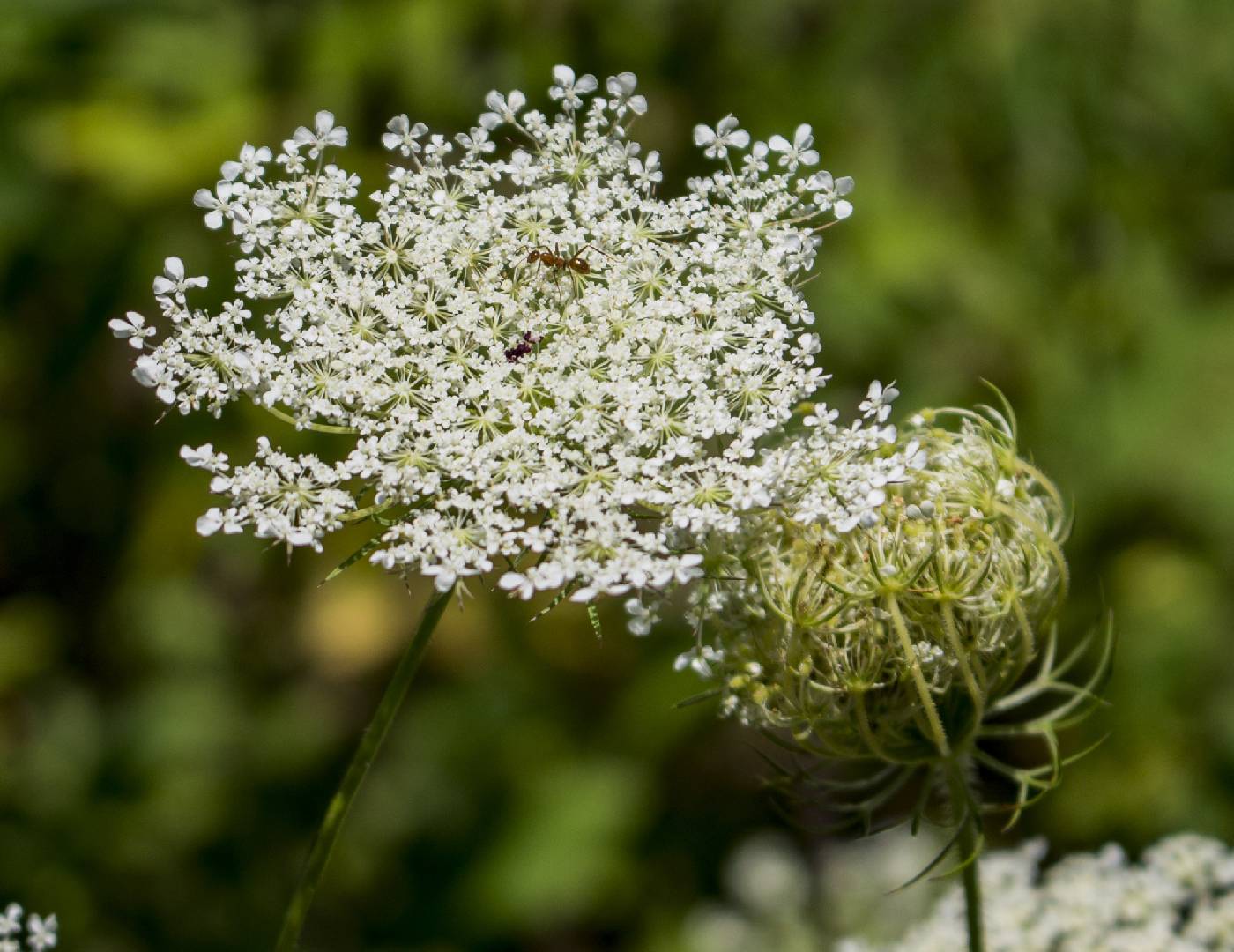 Daucus carota image