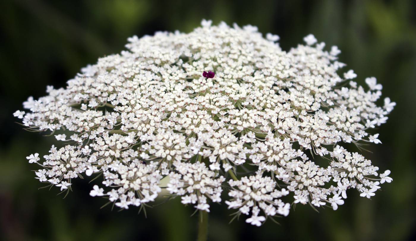 Daucus carota image