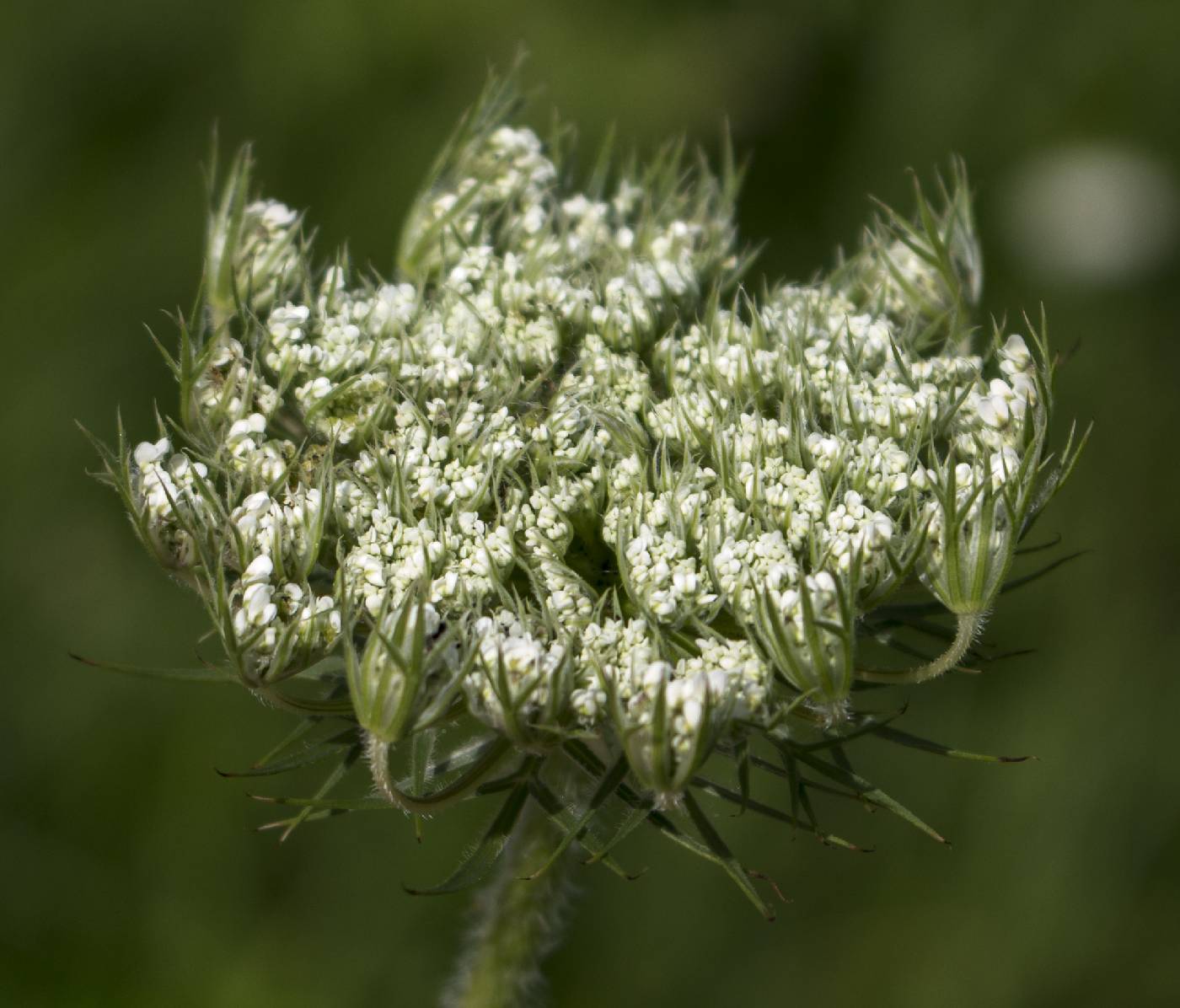 Daucus carota image
