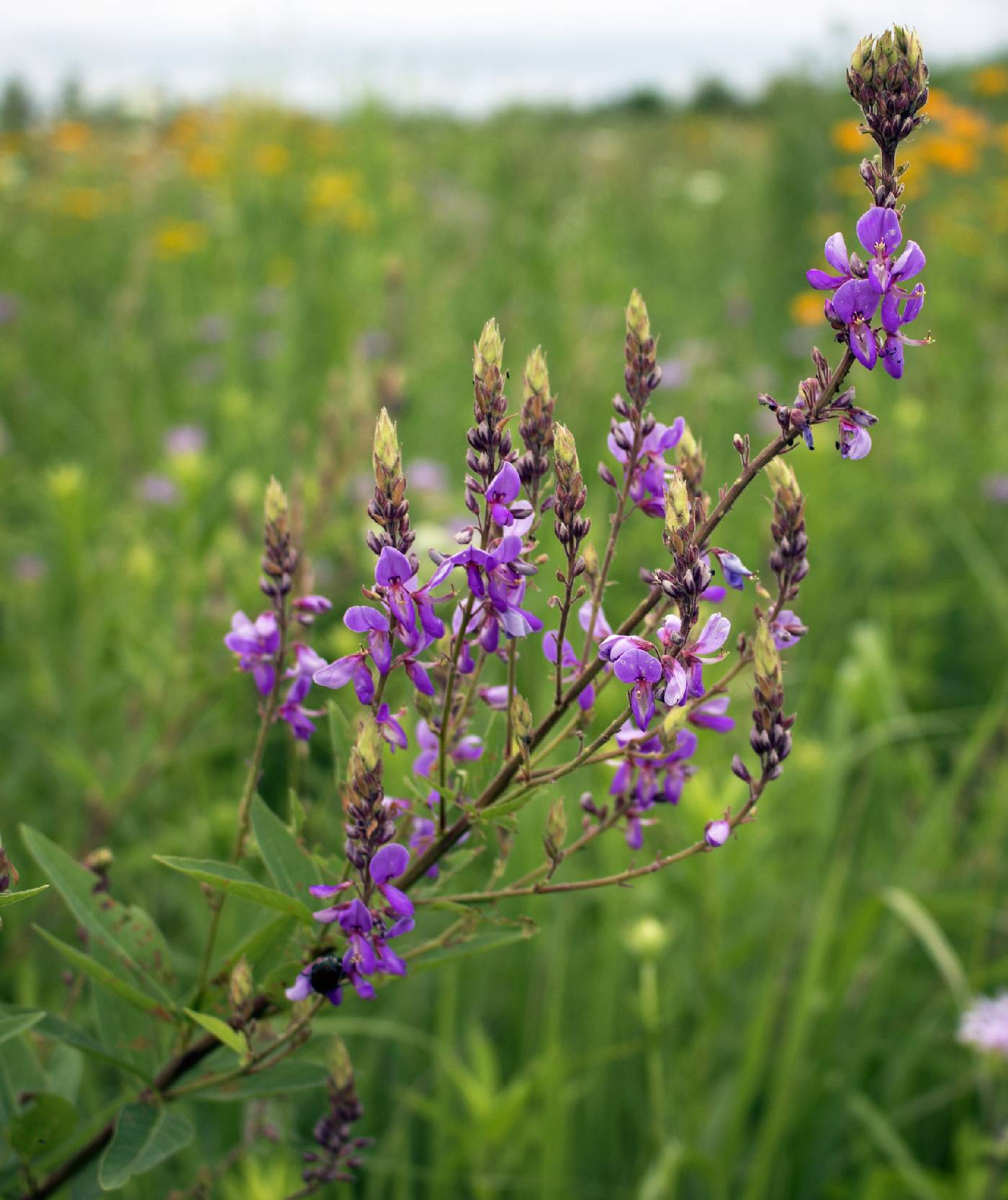 Desmodium canadense image