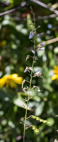 Desmodium perplexum image