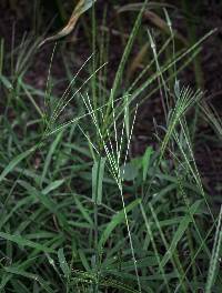 Digitaria sanguinalis image