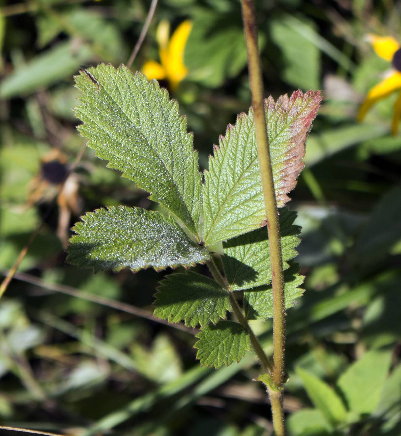 Drymocallis arguta image