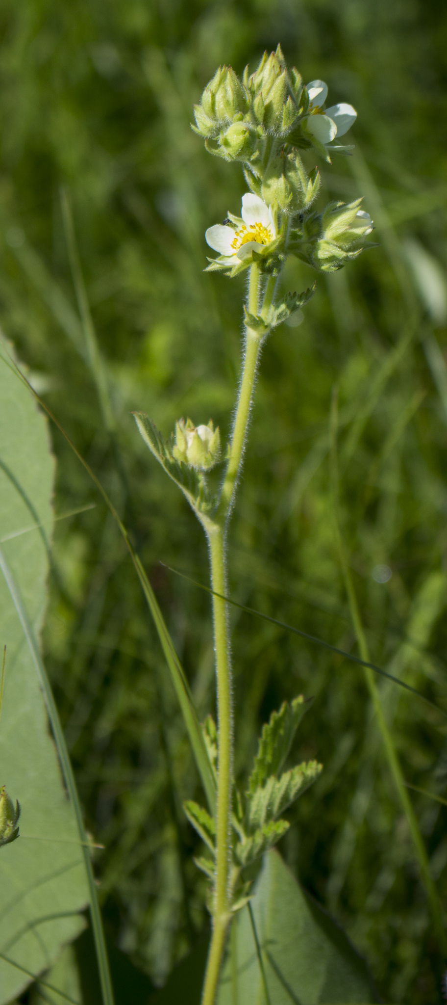 Drymocallis arguta image