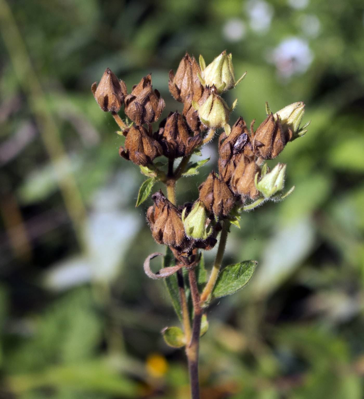 Drymocallis arguta image
