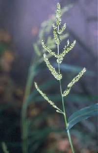 Echinochloa crus-galli image