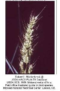 Image of Echinochloa muricata var. muricata