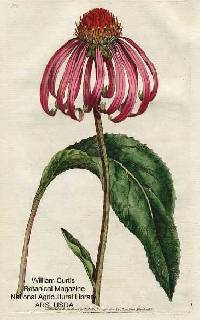 Image of Echinacea purpurea