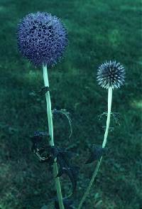 Image of Echinops sphaerocephalus