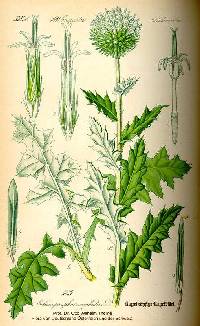 Echinops sphaerocephalus image
