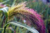 Image of Echinochloa walteri