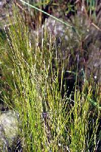 Image of Eleocharis erythropoda
