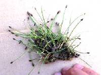 Image of Eleocharis flavescens var. olivacea