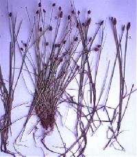 Eleocharis mamillata image