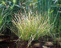 Eleocharis obtusa image