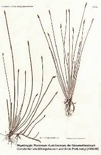 Image of Eleocharis palustris