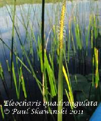 Image of Eleocharis quadrangulata