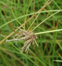 Eleocharis rostellata image