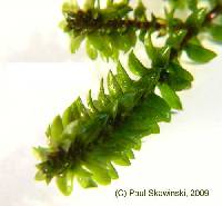 Elodea canadensis image