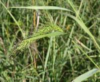 Image of Elymus canadensis