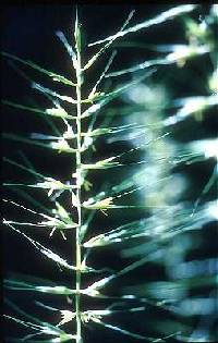 Elymus hystrix var. hystrix image
