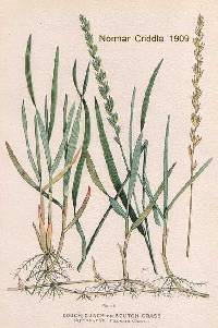 Image of Elymus repens