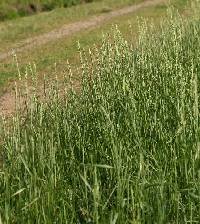 Elymus repens image