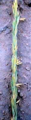 Pascopyrum smithii image